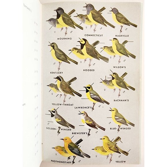 1948 Peterson Field Guide To The Birds Roger Peterson Vintage PB Illustrated B91 - Picture 4 of 7